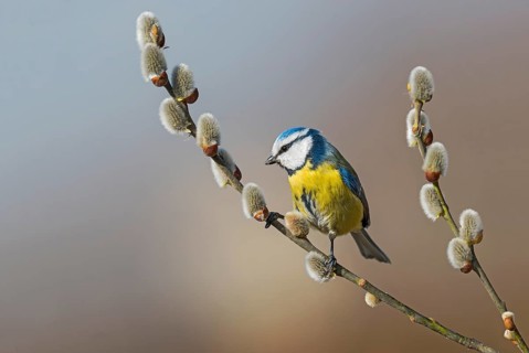 Eurasian Blue Tit (Cyanistes caeruleus) perched in flowering willow tree, Aosta Valley, Italy