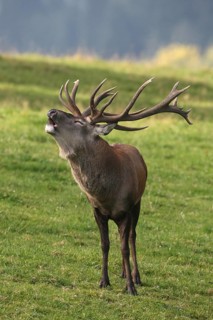 Red deer (Cervus elaphus) roaring in a mountain meadow during the rut, Allgäu, Bavaria, Germany