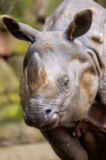 Square-lipped rhinoceros (Ceratotherium simum), portrait, captive, Bavaria, Germany