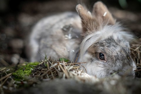 Dwarf rabbit crouches in a stable, Stuttgart, Baden-Württemberg, Germany