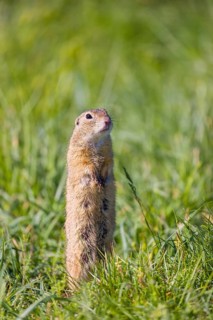A European ground squirrel (Spermophilus citellus) or European souslik stands erected in tall green