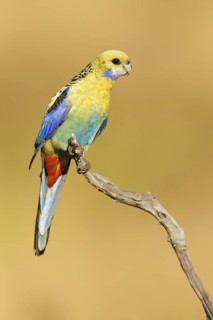 Pale-headed Rosella (Platycercus adscitus), Queensland, Australia