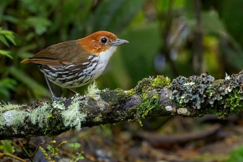 Chestnut-crowned Antpitta (Grallaria ruficapillas) perched on a branch in the Andes Mountains of