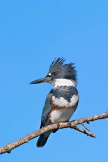 Belted Kingfisher Megacerule alcyon Duluth, Minnesota, United States 27 September Adult female