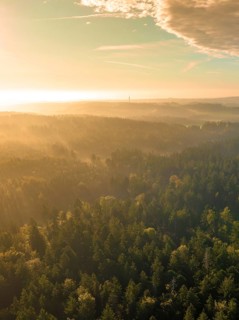 Forest panorama at sunset, golden light mood, tree planting campaign, forest bike Calw, Calw