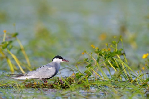 White-bearded Tern, White-bearded Tern, (Chlidonias hybridus), (Chlidonias hybrida), family of