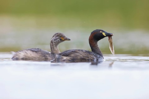 Australasian Grebe (Tachybaptus novaehollandiae) with young and food in its beak, Victoria,