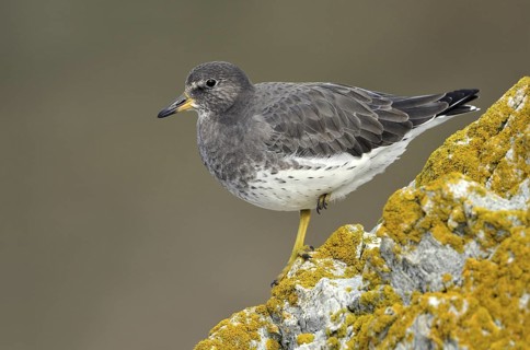Surfbird (Calidris virgata), British Columbia, Canada