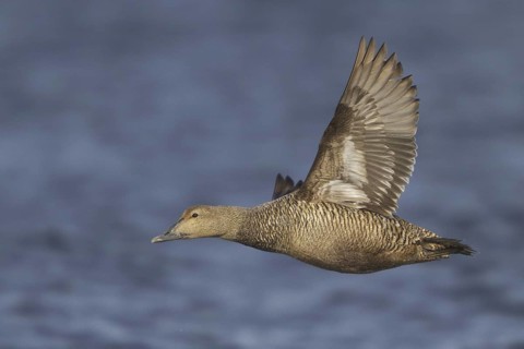 Common Eider (Somateria mollissima) female flying, Manitoba, Canada