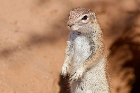 Cape ground squirrel (Xerus inauris), adult animal, standing upright at the burrow entrance,