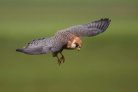 Red-footed Falcon (Falco vespertinus) female flying, Subotica, Serbia