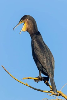 Cormorant, (Phalacrocorax carbo), animals, birds, family of cormorants, perch, Luisenpark,