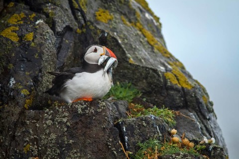 Atlantic Puffin (Fratercula arctica), adult under the rain with sandlees on beak, Isle of May,