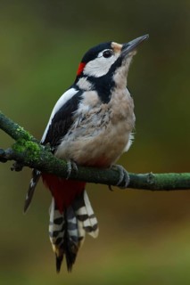 Great Spotted Woodpecker (Dendrocopos major) male, Utrecht, Netherlands
