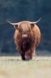 Highland cattle (Bos taurus), adult animal eating grass in a meadow, Switzerland