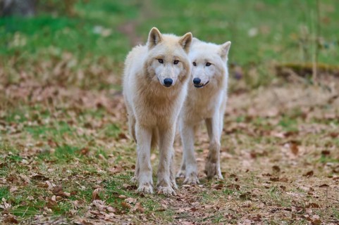 Two white wolves stand in the grass. The surroundings are autumnal with green grass and brown