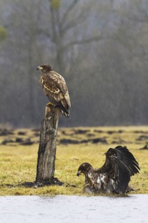 White-tailed Eagle (Haliaeetus albicilla) juvenile, Kutno, Poland
