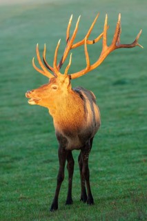 Frontal portrait of an Altai maral stag (Cervus canadensis sibiricus) standing in a meadow in the