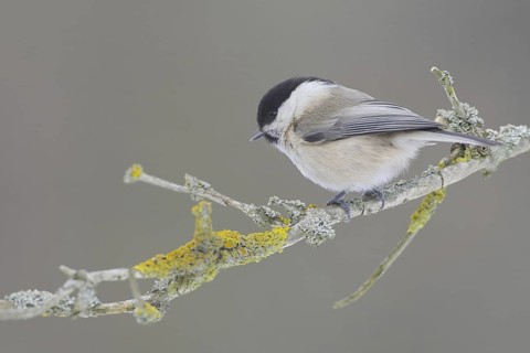 Willow Tit (Poecile montanus), Saxony, Germany