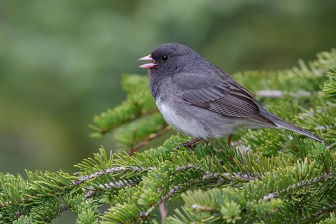 Dark Eyed Junco (Junco hyemalis) perched in a tree near Churchill, Manitoba, Canada