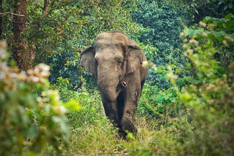 Asian Elephant (Elephas maximus) tuskless male feeding in rainforest, West Bengal, India
