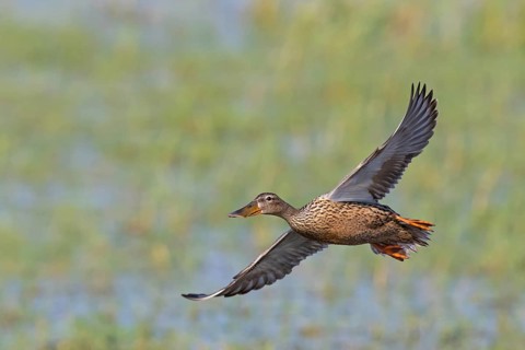 Shoveler, (Anas clypeata), flight photo, animals, birds, ducks, duck family, female, Lake Neusiedl,