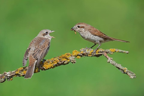 Red-backed Shrike (Lanius collurio) female feeding young, Aosta Valley, Italy
