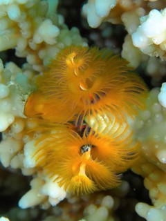 Christmas tree worm (Spirobranchus giganteus)