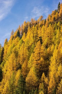 Fall foliage seen from the Malta Hochalm road. Carithia, Austria