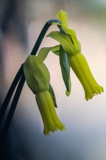 Cyclamen narcissus (Narcissus cyclamineus), Emsland, Lower Saxony, Germany