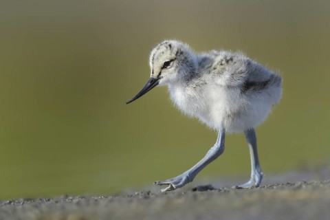 Pied Avocet (Recurvirostra avosetta) juvenile, Texel, Netherlands