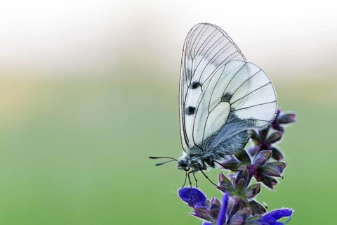 Clouded Apollo, (Parnassius mnemosyne), butterfly family, butterfly, insect, close-up, Lake