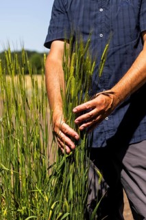 Experimental field with einkorn wheat (Triticum monococcum) at the Leibniz Institute of Plant