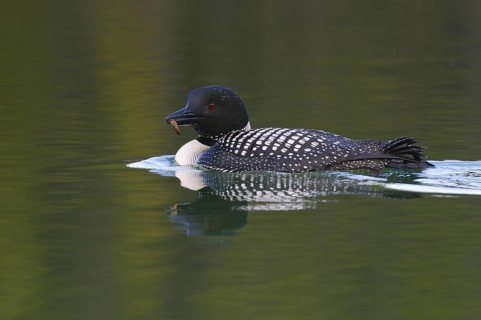 Great Northern Loon (Gavia immer), Alberta, Canada