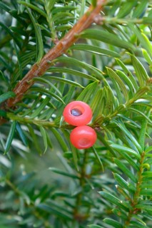Japanese yew (Taxus cuspidata f. nana), Rikugien Garden, Federal Republic of Germany