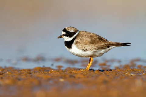 Common Ringed Plover (Charadrius hiaticula), Castile-La Mancha, Spain