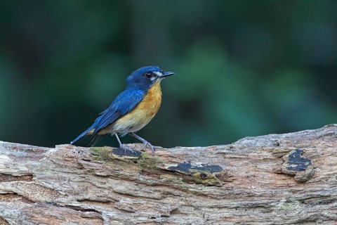 Mangrove Blue Flycatcher (Cyornis rufigastra) female, Malaysia