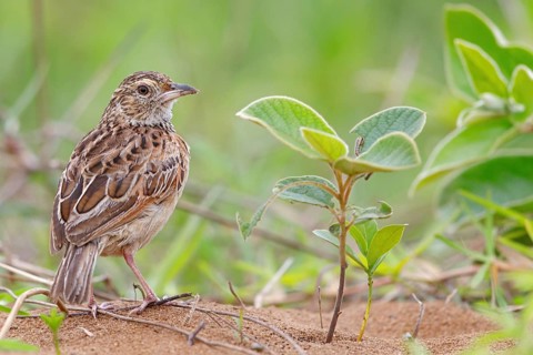 Sabot lark, (Calendulauda sabot), songbird, Africa, South Africa, KwaZulu-Natal, iSimangaliso