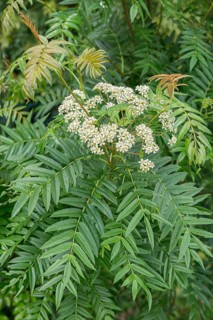 Mountain ash (Sorbus randaiensis)