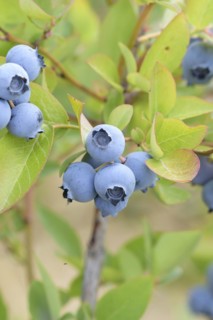 Blueberry (Vaccinium corymbosum 'Hortblue Poppins'), Bundessorteamt, Marquardt testing centre,