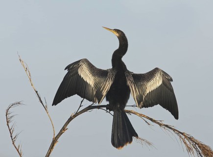 Anhinga (Anhinga anhinga), Florida, USA