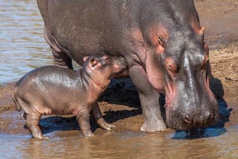 Hippopotamus with young, (Hippopotamus amphibius), hippo, hippo, Masai Mara, Kenya