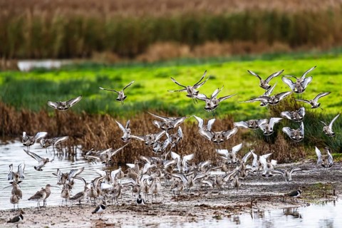 Black-tailed Godwits, Limosa limosa, birds in flight over marshes