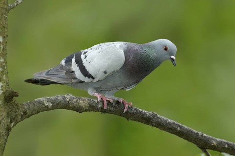 Rock Dove (Columba livia), Texas, USA