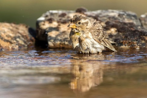 Rock Sparrow (Petronia petronia) bathing, Castile and Leon, Spain