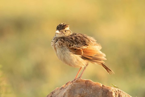 Rufous-naped Lark (Mirafra africana), Masai Mara, Kenya