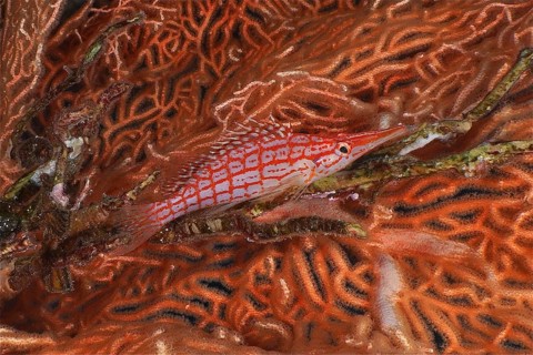 Long-snouted coral guard (Oxycirrhites typus)