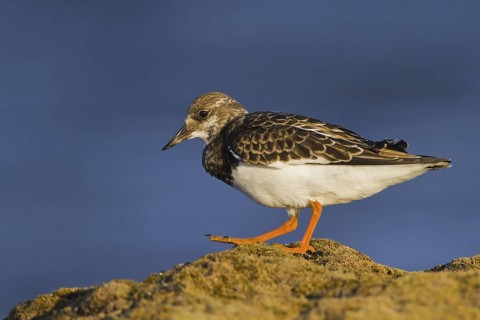 Ruddy Turnstone (Arenaria interpres), Andalusia, Spain