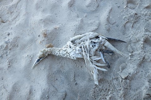 Northern gannet (Morus bassanus) adult seabird bird dead on a beach, Suffolk, England, United