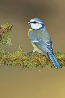 Blue tit (Parus caeruleus), sitting on moss-covered dead wood, Wilnsdorf, North Rhine-Westphalia,
